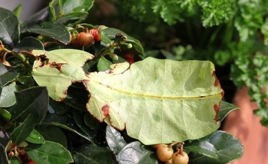 LUPENITKA OBROVSKÁ (Phyllium giganteum) - vajíčka