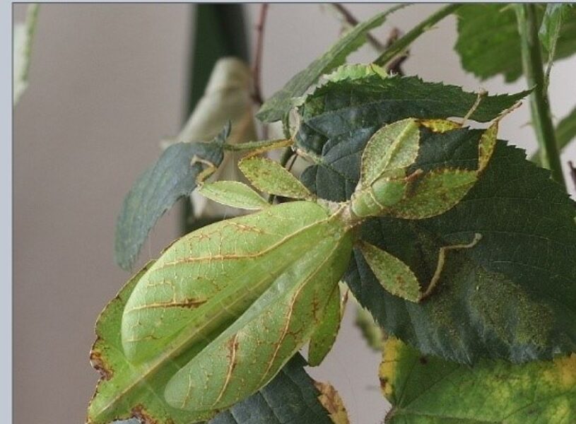 LUPENITKA FILIPÍNSKÁ (Phyllium philippinicum) - vajíčka