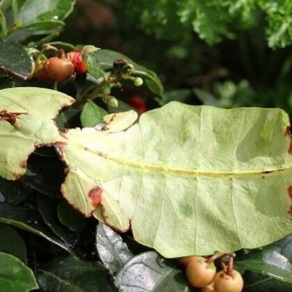 Lupenitka obrovská (Phyllium giganteum)